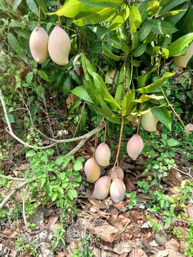 mango-totapuri-intense-smell-plant-for-home-garden-plant-1-healthy-live-plant-kadiyam-nursery-2_525x700